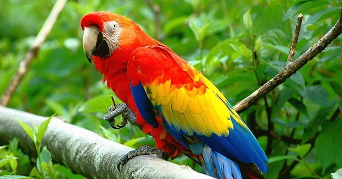 How Much Does a Parrot Cost - BMTS Corp